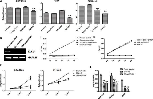 The function of SPINK6 requires its secretion into extracellular space but is independent of its KLK14 inhibitory activity.