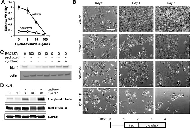 RG7787 primes cells for apoptosis and increases taxane-mediated microtubule stabilization.