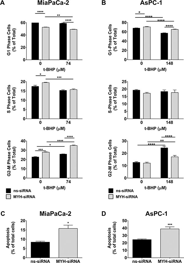 MYH knockdown alters cell cycle and induces apoptosis in pancreatic cancer cells.