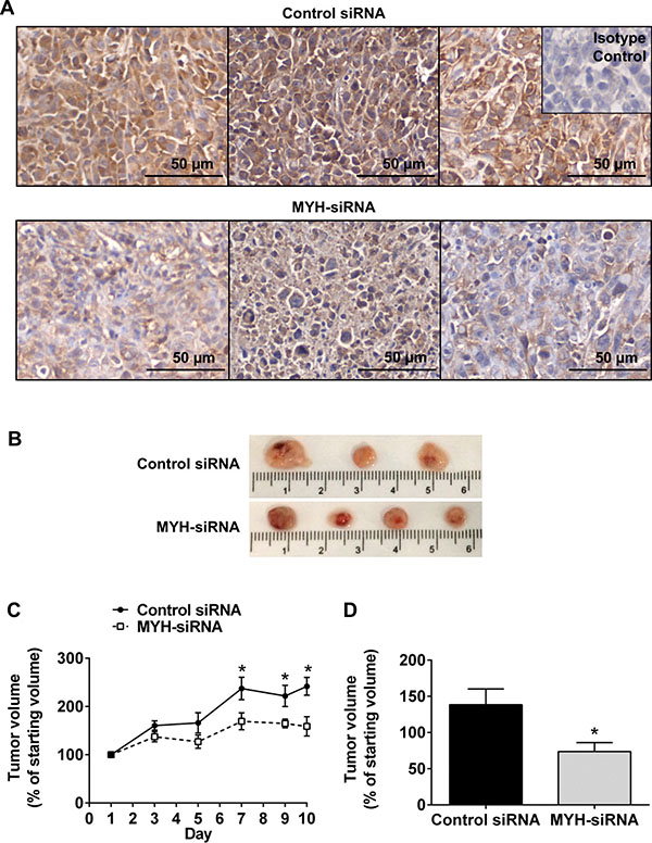Silencing MYH in pancreatic cancer cells reduces subcutaneous tumor growth.