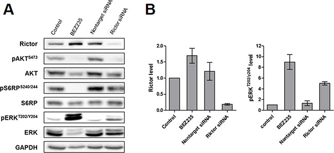 Effect of RICTOR silencing on the PI3K and MAPK downstream signaling pathways in the IB134 cell line.