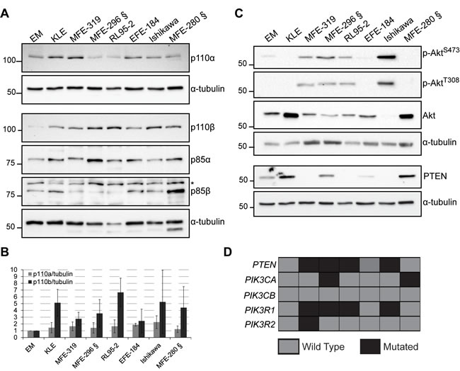 p110&#x3b2; levels are elevated in endometrial cancer cell lines.