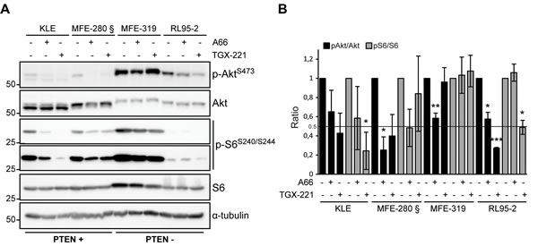 Heterogeneous response on Akt and S6 signaling following p110&#x3b1; and p110&#x3b2; inhibition.