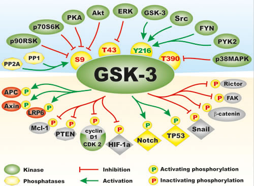 Regulation of GSK-3 Activity by Kinases and Phosphatases and Types of Substrates of GSK-3.