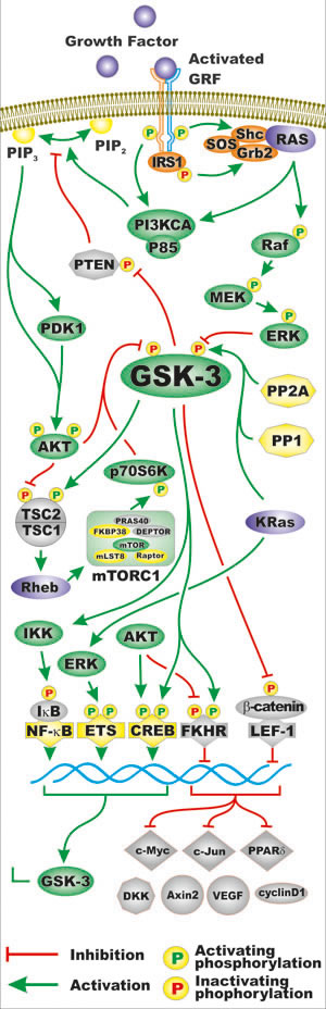 Regulation of GSK-3 Activity by Growth Factor Signaling.