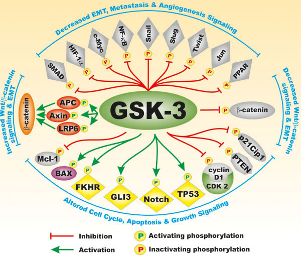 Substrates of GSK-3 which are Involved in EMT.