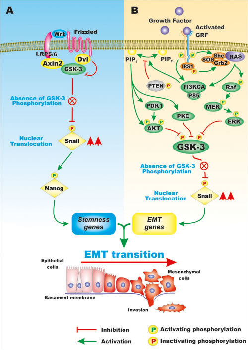 Overview of Regulation of Snail Activity by GSK-3 and Wnt/beta-catenin and Cytokine Medicated Signaling Pathways.