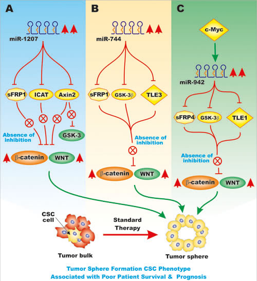 Overview of the Effects of miRs on sFRP Genes and Pathways Involved in EMT.
