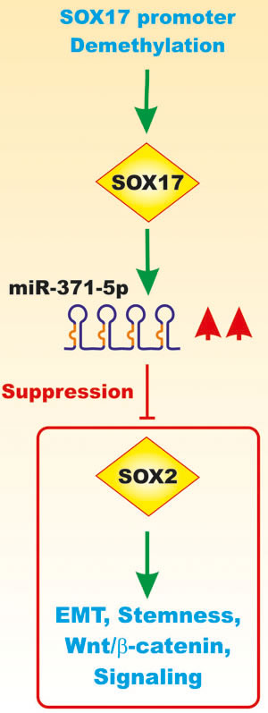 Effects of Sox17 on miR-371-5q Expression and EMT.