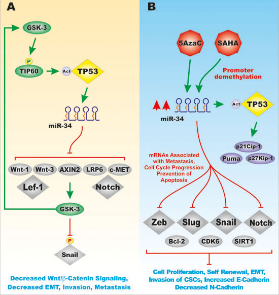 Effects of TP53 and miR-34 on the Wnt/beta-catenin Pathway.