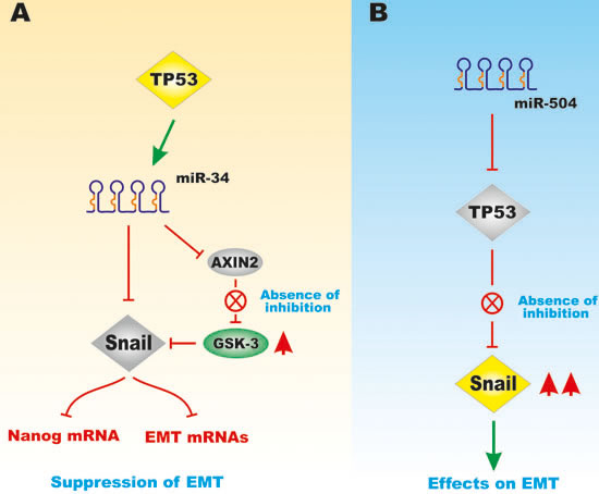 Effects of miR-34 and miR-504 on TP53-Regulated GSK-3 and Snail Expression.