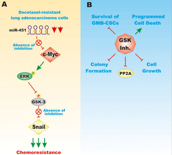 Effects of GSK-3 on EMT and Drug Resistance.