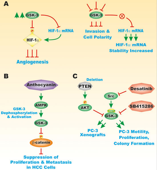 Effects of GSK3 on HIF-1alpha, Motility and Metastasis.