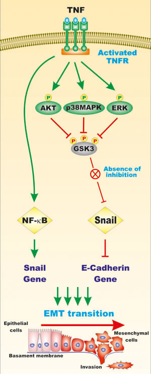 Effects of TNF on GSK-3, NF-kappaB and Snail Activities and EMT.
