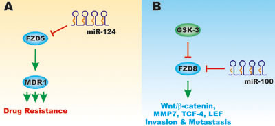 Effects of miRs and FZD on Drug Resistance, Invasion and Metastasis.