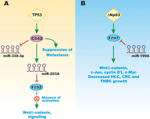 Effects on TP53 and &#x2206;Np63 on FZD Gene Expression and Wnt/beta-catenin Signaling.