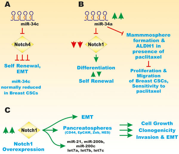 Effects of miRs on Notch Signaling.