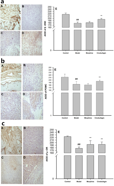 Effect of cinobufagin on the protein expressions of &#x03B2;-END, POMC and &#x03BC;-OR.