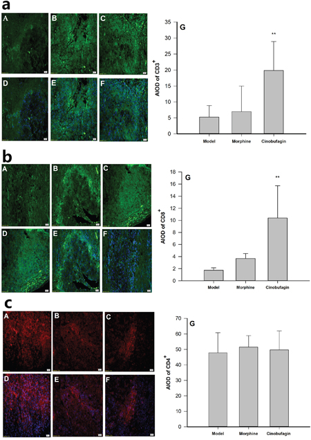 Effect of cinobufagin on the protein expression of CD3+, CD8+ and CD4+.