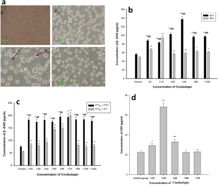 Effect of cinobufagin on the expression of &#x03B2;-END and CRF in the co-culture model.