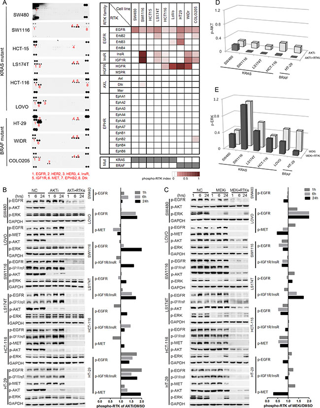 The increased activation of RTKs was responsible for the reactivation of AKT, but not ERK.