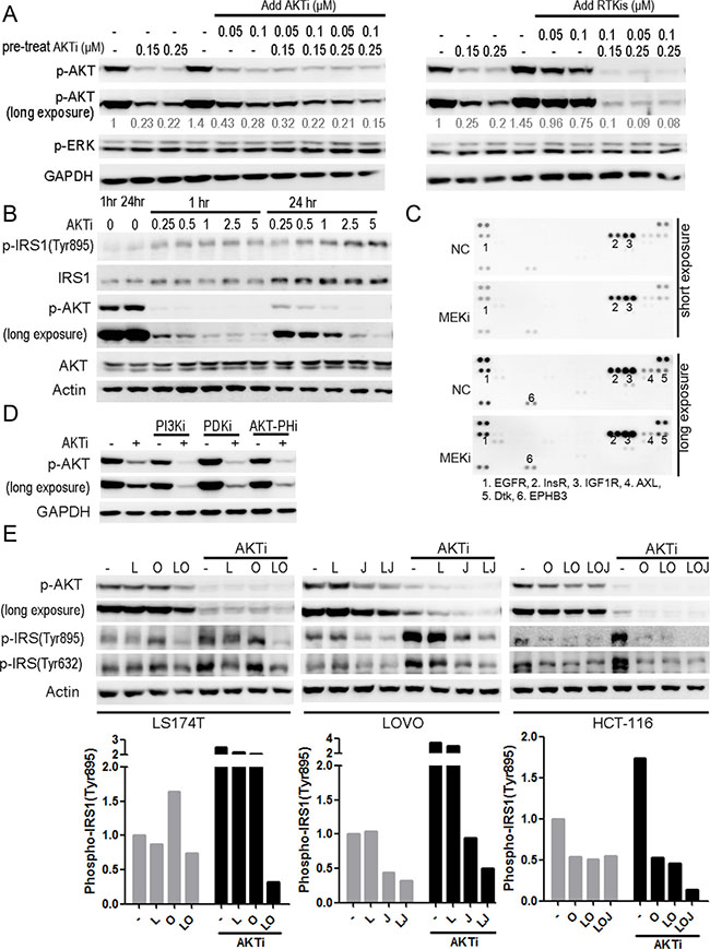 The RTK/IRS1-mediated reactivation of AKT was responsible for the insufficient inhibition of the cell growth by the AKTi.