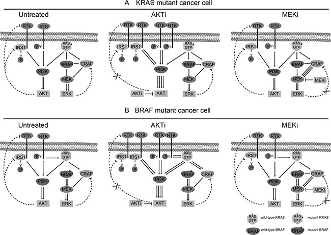 Schematic diagram of the RTK signaling pathways in the KRAS/BRAF mutant CRC cells.