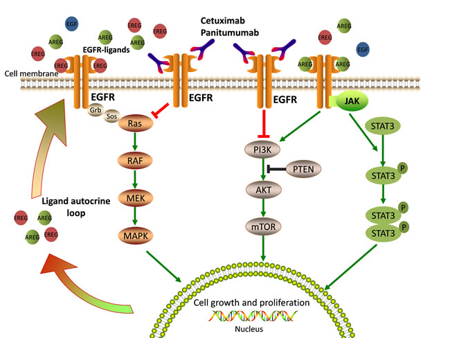EGFR-mediated signaling pathways and mechanisms of anti-EGFR therapy.