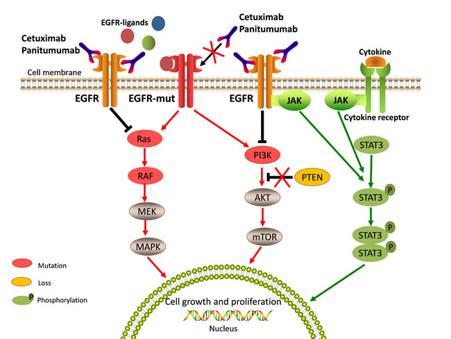 Aberrated genetic alterations in the members of EGFR signaling pathways induce resistance to anti-EGFR therapy.