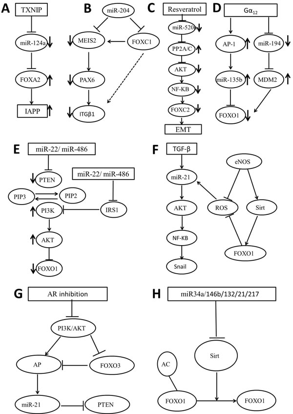 Schematic representation of the FOX regulating miRNAs signaling pathways.