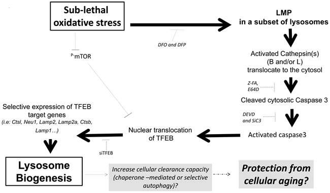 Sublethal oxidative stress activates an mTOR-independent signaling pathway involving the activation of a LMP-cathepsin-caspase 3 axis leading to the transcription of TFEB-target genes involved in lysosome biogenesis.