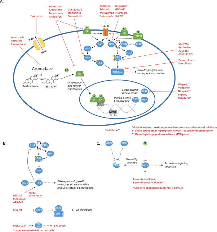 Summary of the diverse mechanisms/pathways involved in chemoresistance and their associated targeted treatments.