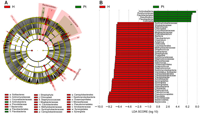 Cladogram showing differentially abundant taxa of microbiota.