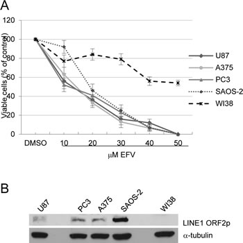 A) EFZ inhibits proliferation in human transformed cell lines.