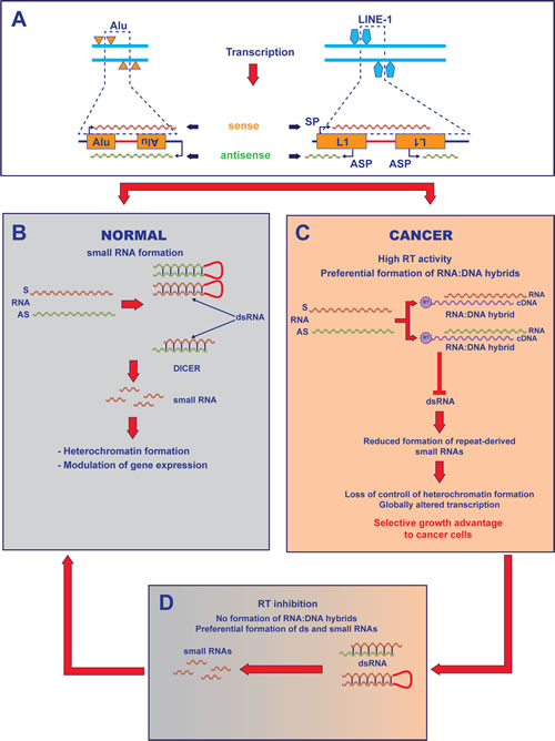 Model for RT-mediated control of the transcriptome in cancer cells.