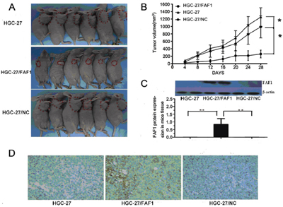FAF1 overexpression inhibits tumor growth in vivo.