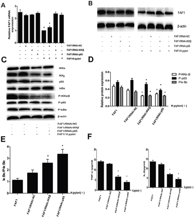 H. pylori down-regulates FAF1 expression via the NF-&#x03BA;B signaling pathway.