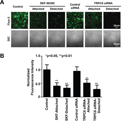 Inhibition of TRPC6 reduces intracellular Ca2+.