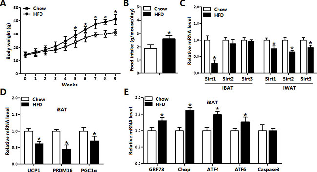 Sirt1 was reduced along with increased ER stress in brown adipose tissue of obese mice.