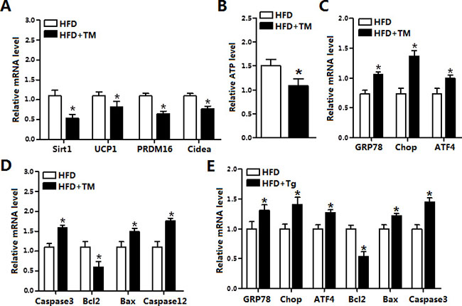 ER stress decreased Sirt1 and increased apoptosis in the brown adipose tissue.