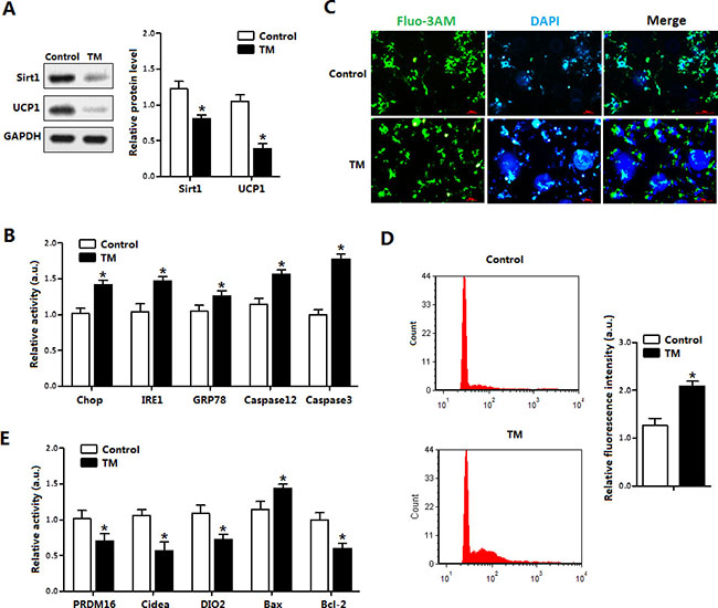 ER stress inhibited Sirt1 expression and damaged UCP1 function in brown adipocytes.