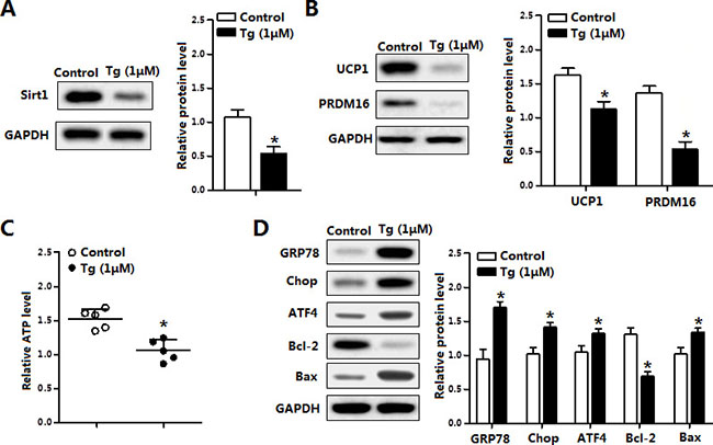 Thapsigargin (Tg) induced ER stress triggered brown adipocytes apoptosis and reduced UCP1.