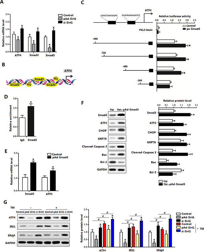 Smad3 promoted ATF4 transcription in brown adipocytes.