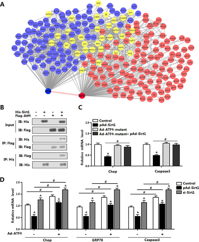 Sirt1 directly interacted with ATF4 in the regulation of brown adipocytes ER stress.