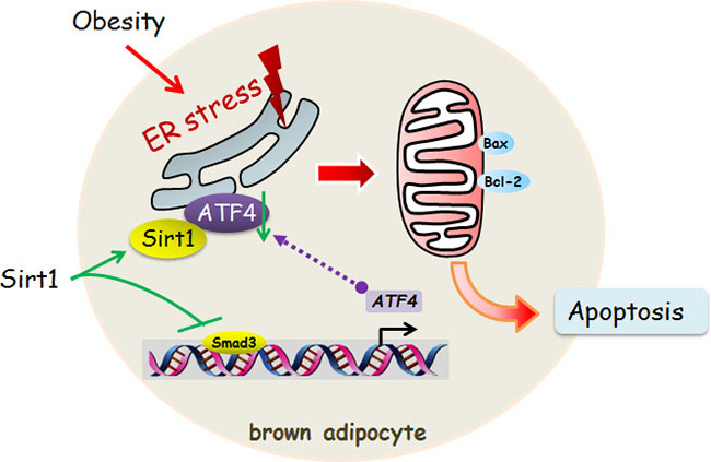 Sirt1 inhibited ER stress-induced brown adipocyte apoptosis through the Smad3/ATF4 signal.