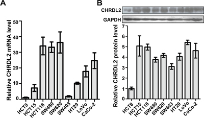The mRNA and protein expression of CHRDL2 in nine CRC cell lines.
