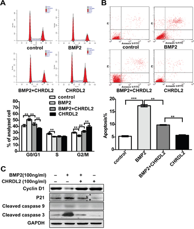 CHRDL2 blocks the BMP2 and attenuates the effect of promoting proliferation and inhibiting apoptosis induced by BMP2 in HCT116 cells.