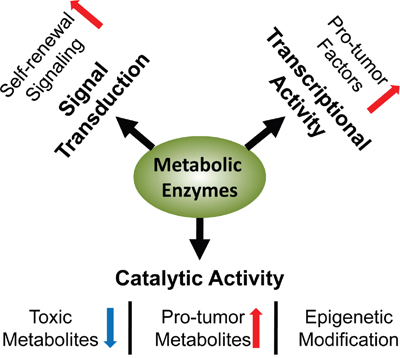 Multifaceted regulation in CSCs involving enzymes.