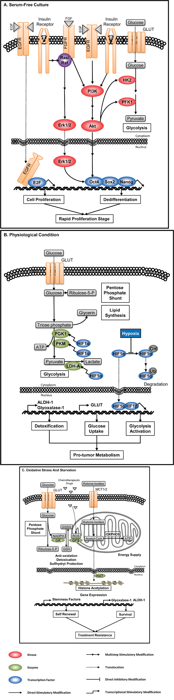 Enzyme-associated metabolic adaptation.