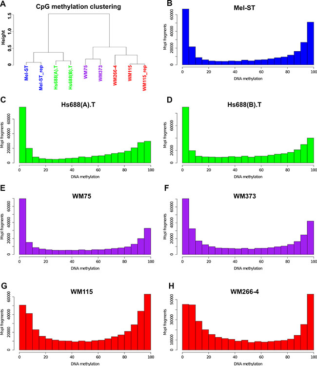 Global methylation patterns and clustering of melanoma cell lines.